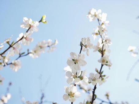 見上げる桜 見上げる桜の写真