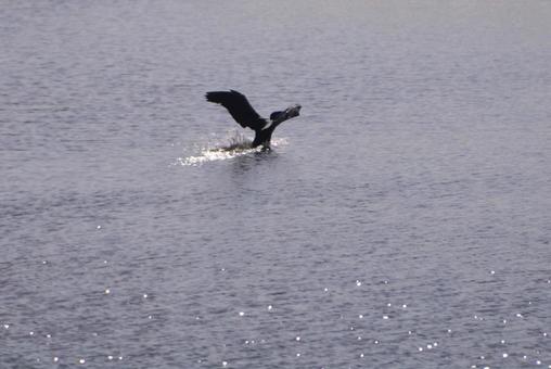 鴨の着水の写真