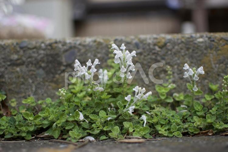 シロハナタツナミソウ（白花立浪草） 自然,花,庭の写真素材