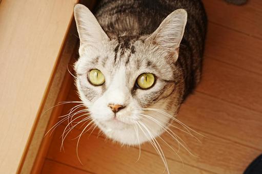 見上げる猫 動物,ねこ,ネコの写真素材