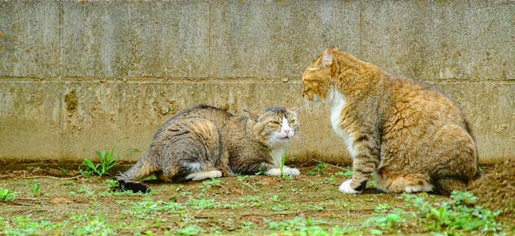 Cats fighting, JPG
