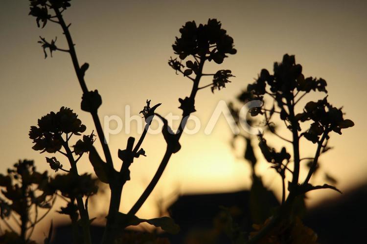 夕映えに咲く菜の花のシルエット2 自然,風景,夕焼けの写真素材
