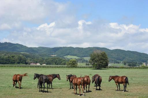 青空の下のたくさんの馬 青空の下のたくさんの馬の写真
