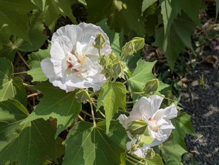 処暑過ぎの横浜市北部のスイフヨウの花 酔芙蓉,落葉低木,背景の写真素材