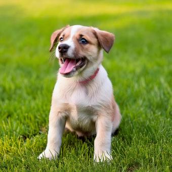 笑っている子犬 笑っている子犬の写真