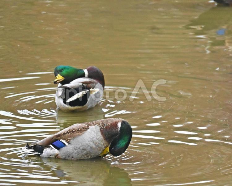 毛繕いするマガモ マガモ,鳥,鳥類の写真素材