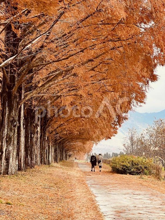 メタセコイヤ散歩 山,自然,晩秋の写真素材