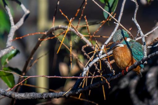 枝にとまるカワセミ・コピースペース 枝にとまるカワセミ・コピースペースの写真