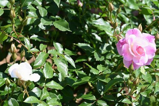 A single white and pink rose taken at Maebashi Rose Garden, JPG A single white and pink rose taken at Maebashi Rose Garden, JPG