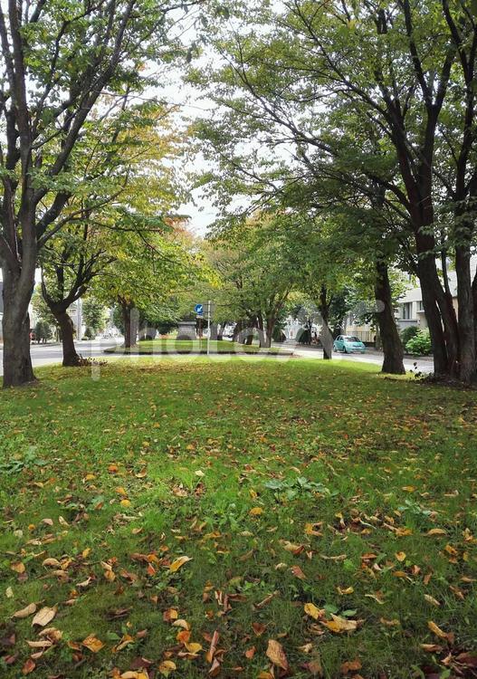広い中央分離帯の木と緑 中央分離帯,道路沿い,緑の写真素材