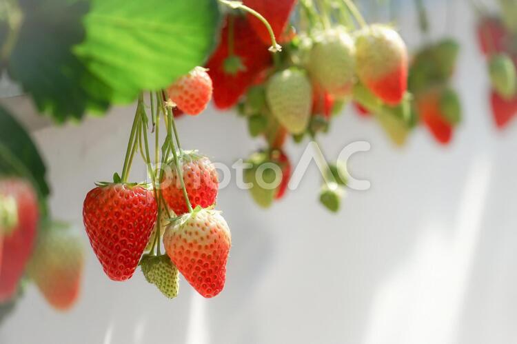 苺のイメージ２０ いちご,いちご狩り,おいしいの写真素材