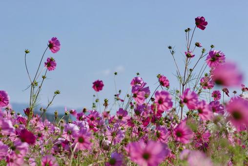 コスモスの写真
