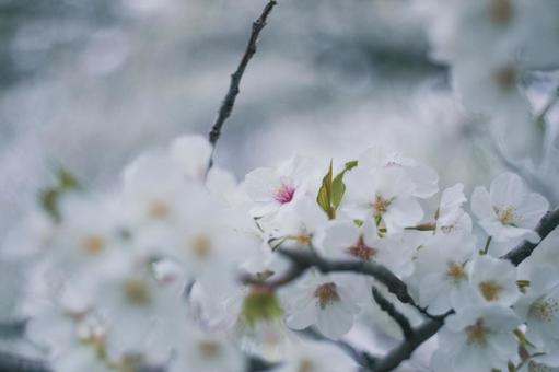 白い桜 白い桜の写真