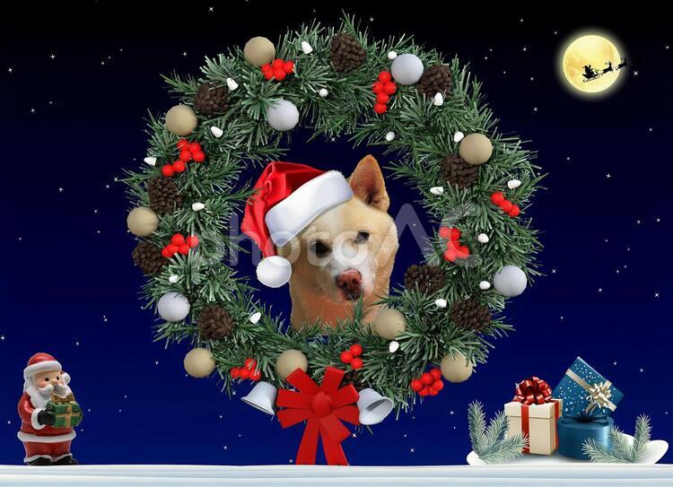 愛犬とクリスマス クリスマス,花輪,愛犬の写真素材