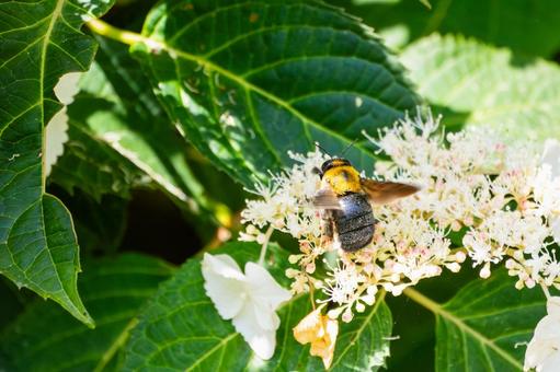Photo, early summer, bear, honeybee family, 