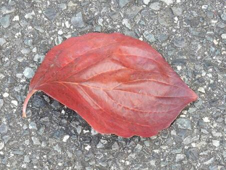 【風景写真】晩秋の風景 落ち葉,植物,季節の写真素材