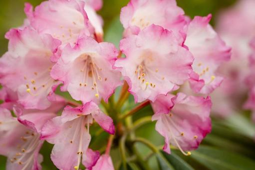 シャクナゲ⒃ シャクナゲ⒃ 花,春,シャクナゲの写真素材