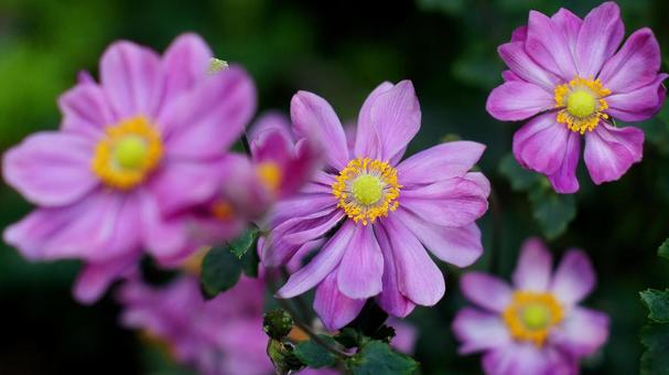 シュウメイギク-110 シュウメイギク-110 シュウメイギク,秋明菊,ピンクの写真素材