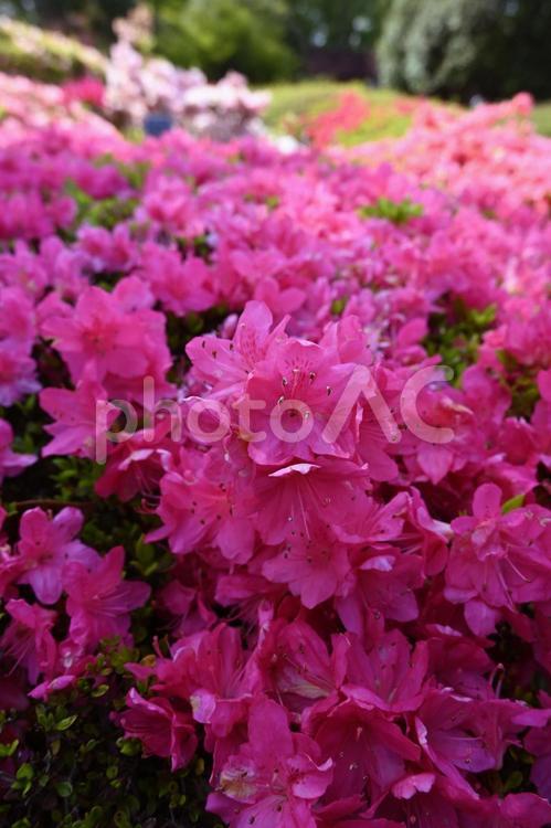 咲き乱れるツツジ 花,咲く,自然の写真素材