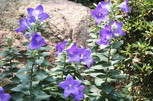 桔梗の花 植物,花,花びらの写真素材