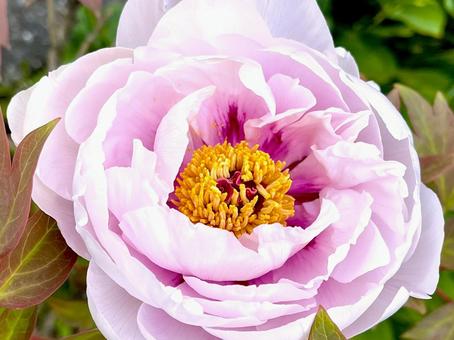 淡い色合いの牡丹の花 03 淡い色合いの牡丹の花 03 牡丹,ボタン,花神の写真素材