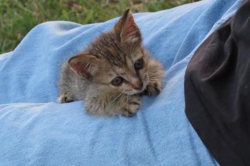 公園ネコ こねこ 公園ネコ こねこ ねこ,ネコ,猫の写真素材