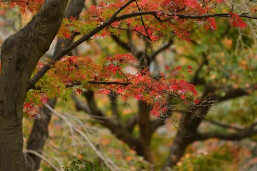 Photo, autumn leaves, momiji, maple, 