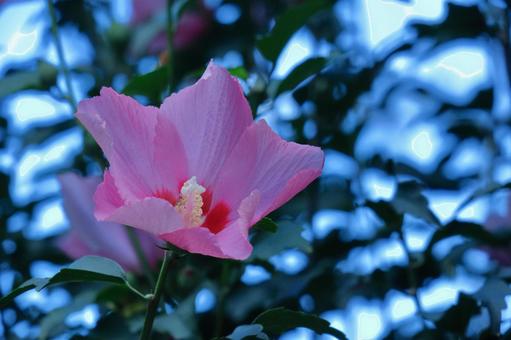 象徵日本之美的花, JPG 象徵日本之美的花, fuyo, hibiscus, flower, JPG