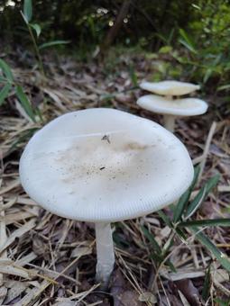 キノコの列 キノコの列の写真