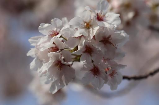 桜 桜の写真