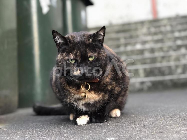 外で飼われているさび猫　お座り さび猫,サビネコ,サビ猫の写真素材