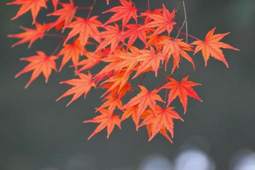 Autumn colors, JPG Autumn colors, autumn leaves, yellow leaves, red, JPG