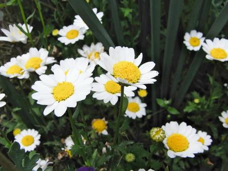 花壇に咲くノースポールの花 花壇に咲くノースポールの花の写真