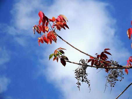 ヤマウルシの紅葉と果実 ヤマウルシの紅葉と果実 ヤマウルシ,紅葉,山漆の写真素材