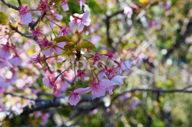 里山　サクラ　桜　和歌山県新宮市　高田 サクラ,桜,山桜の写真素材