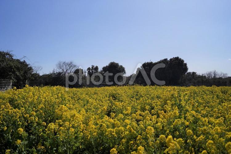 菜の花畑２４－３ 菜の花,花,菜の花畑の写真素材