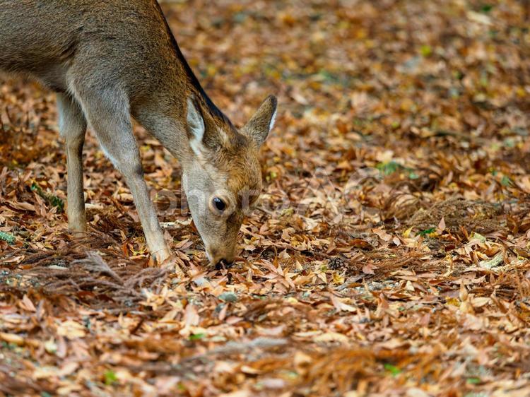 奈良公園の鹿と落ち葉 奈良公園,鹿,しかの写真素材