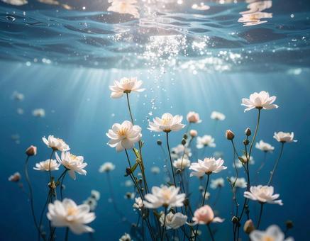 水の咲く美しい花 水の咲く美しい花の写真