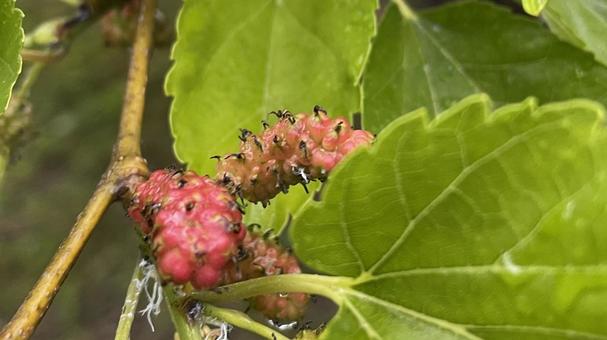 桜の葉④ 桜,サクラ,葉の写真素材