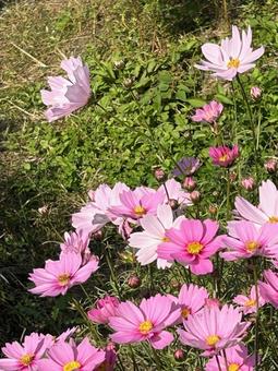 コスモス コスモス,コスモス畑,お花畑の写真素材