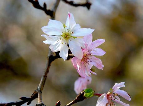 サクラ 'ジュウガツザクラ' サクラ 'ジュウガツザクラ' サクラ,ジュウガツザクラ,桜の写真素材