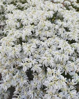 夏の季節に咲く白い花 夏の季節に咲く白い花 ハツユキソウ,花,初雪草の写真素材