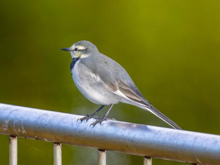 柵にとまるハクセキレイ ハクセキレイ,屋外,風景の写真素材