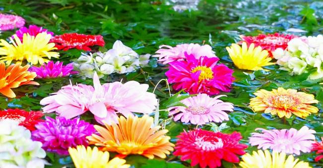 花手水② 花手水②の写真