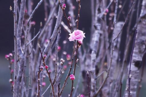 春に咲き始めた花桃の花 花,春,ハナモモの写真素材