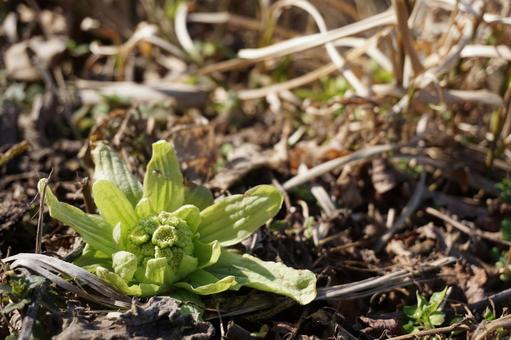 Butterbur, JPG