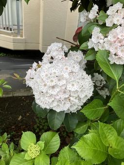 白い花 花,白,緑の写真素材