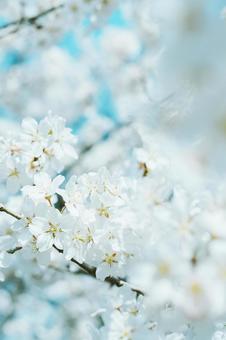 桜 桜の写真