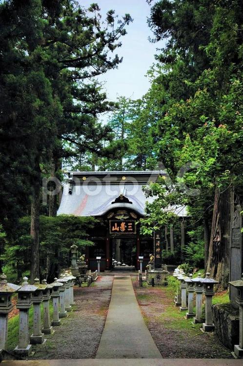 木々と神社 木々,木,空の写真素材
