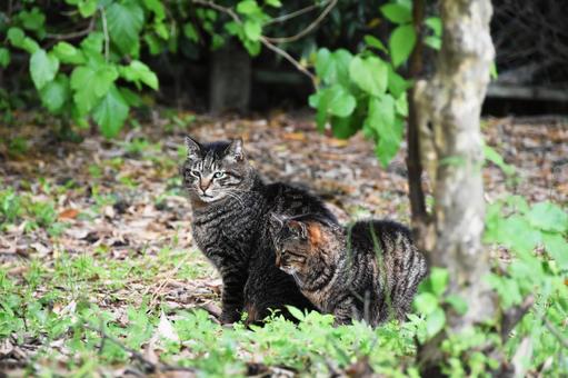 野良猫 野良猫の写真